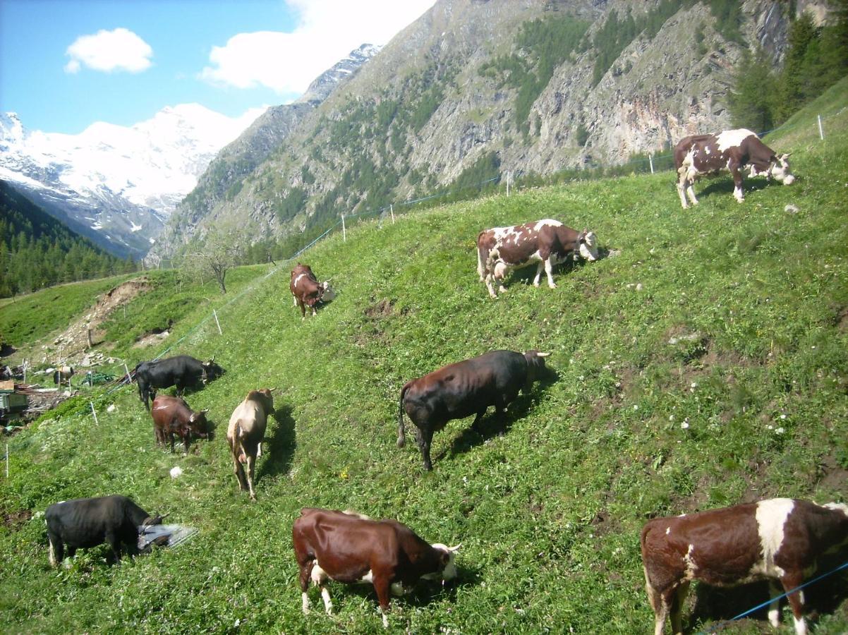 La Ferme Du Grand Paradis กอนเญ ภายนอก รูปภาพ